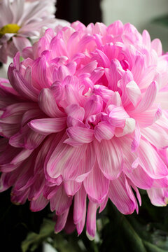 A close up photo of a bouquet of pink chrysanthemum 