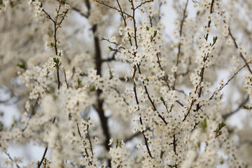 Closeup view of blossoming tree outdoors on spring day