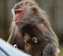 mother and baby monkey