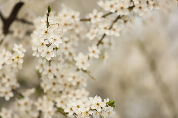 Closeup view of blossoming tree outdoors on spring day