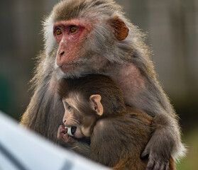 mother and baby monkey