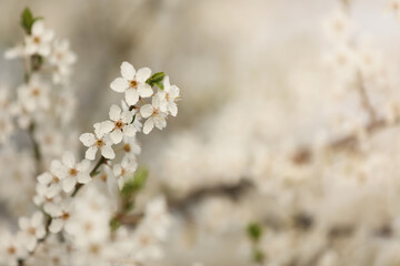 Closeup view of blossoming tree outdoors on spring day