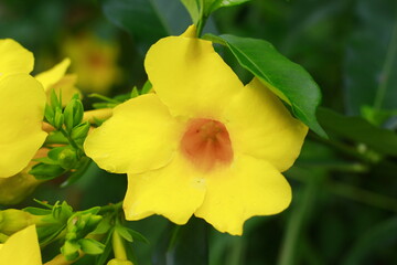 Close Up allamanda cathartica or golden trumpet or yellow bell flowers with green leaves. Indonesia, May 2020