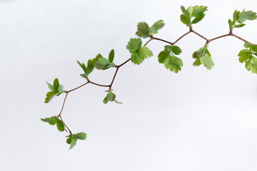 A branch with green leaves on a white background. Zigzag natural shape.a curved, angular branch...