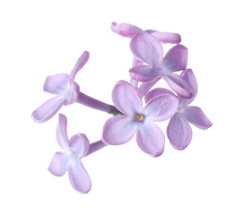 Naklejka na ściany i meble Beautiful violet lilac blossom isolated on white