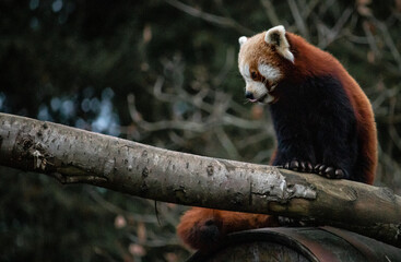 red panda in a tree