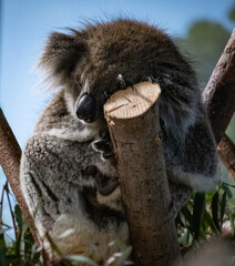 koala in tree