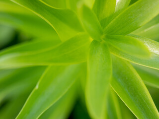 Fototapeta premium The Foliage Of Fritillaria. The Lily family. The view from the top. Bright green natural background.