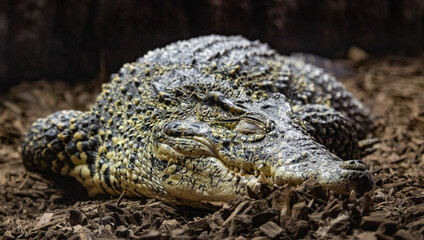 Crocodile that's asleep