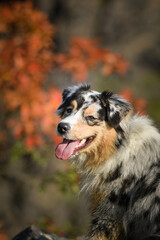 Portrait of Australian shepherd, who is standing in rock under the them is lake. Amazing autumn photoshooting in Prague.