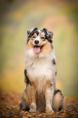 Australian shepherd is sitting on the way in nature.  She is after running so she is so happy