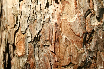 Photo of pine bark lit by sunlight in a forest.