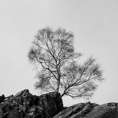 lonely tree on the hill