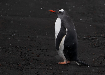 Gentoo penguin standing ob black beach on Deception Island