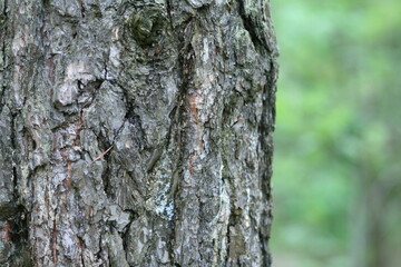pine bark on a tree on a blurred forest background