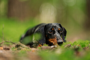 Black marble dachshund on a background of blurry summer or spring forest close-up. the dog lies on a path in the forest among green grass. National Dog Day