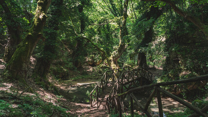 path of Palia Kavala forest at Greece