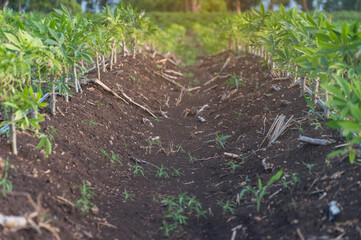 cassava saplings growing in the cultivation area
