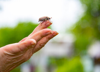 cockchafer on a female finger, soft green background.