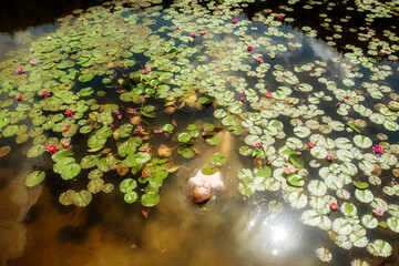 beautiful young sexy red-haired girl woman mermaid stretches sensually and seductively in the water, lake, pond, with pink water lilies, view from above, copy space