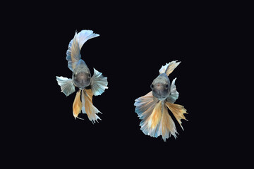Front face / view angle of two pineapple blue yellow halfmoon betta siamense fighting fish isolated on black color background - Powered by Adobe