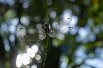Dragonfly beautiful in the garden.