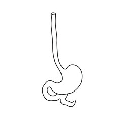 Vector, anatomical Stomach. Realistic Stomach illustration isolated on white background. Vector medical Stomach logo.