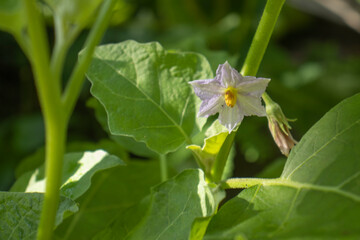 Eggplant is blooming in garden.