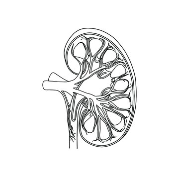 Vector, anatomical Kidney. Realistic, outline illustration isolated on white background. Vector medical Kidney logo.