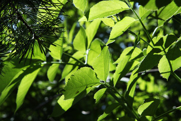 Sun Shining through Translucent Green Leaves