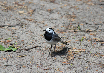 cute finch poses for the photographer
