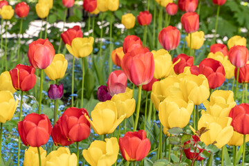 At the end of may, tulips bloomed brightly in the courtyards of Kronstadt.