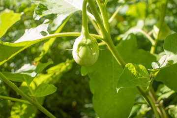 Eggplant on the tree.