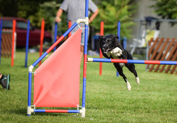 Tricolor border collie in agility tunel on Ratenice competition. Amazing day on czech agility competition in town Ratenice it was competition only for large.