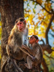 Baby Monkey & mother