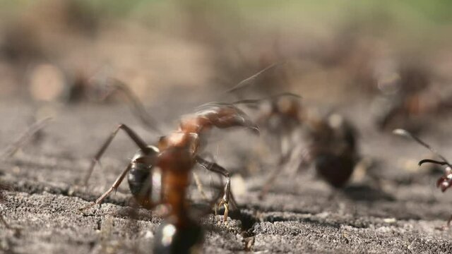 Macro shot of wood ants on an old stump.
