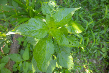 Paprika seedlings in the garden.