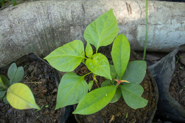 Paprika seedlings in the garden.