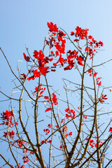 Tree branches with red leaves with the sun behind and blue sky