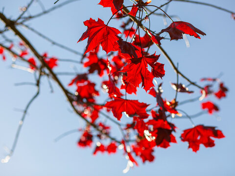 Tree branches with red leaves with the sun behind and blue sky