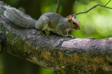 squirrel in the tree