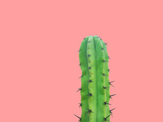 Beautiful long prickly green cactus with thorns on pink background. Creative poster banner template for 5 May holiday gardening greenery concept. Design element