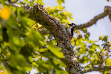 great spotted woodpecker