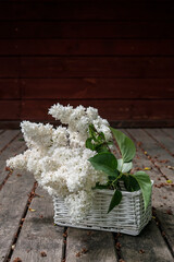 Lilak pospolity (Syringa vulgaris) © Artur