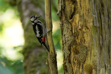 great spotted woodpecker