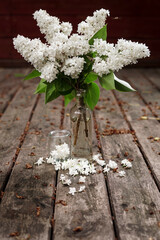 Lilak pospolity (Syringa vulgaris) © Artur