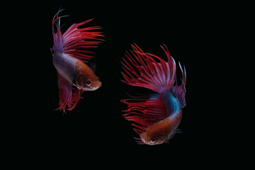 Two dancing red  purple crown tail betta siamense fighting fish isolated on black color background