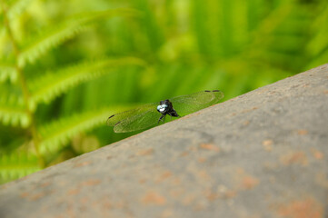 A dragonfly sits on a rusty oil pipe in the middle of the African rainforest - Kakum National Park,...