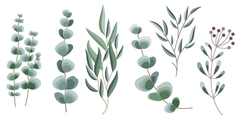 decorative eucalyptus