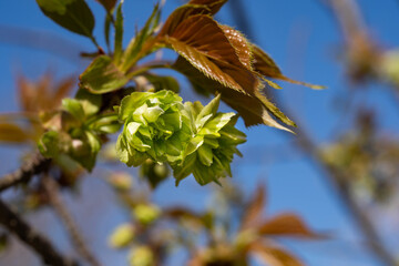 Green cherry blossom - Cerasus lannesiana ‘Gioiko’ - are start to bloom in Fukuoka city, JAPAN.